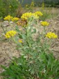 Achillea ageratum